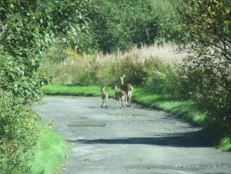 Doe and fawns going for a walk