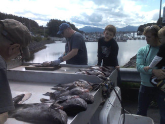 Cleaning fish in boat harbor. Fish and chips tonight!
