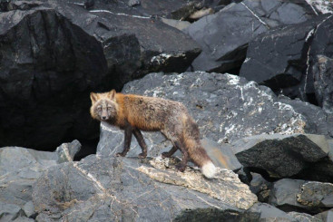 Fox on the rocks