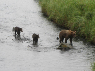 Mama bear and cubs
