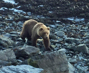 Beach Bear