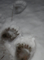 Bear tracks in the snow