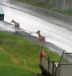 Deer in front of cottage