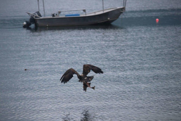 Eagle with fish