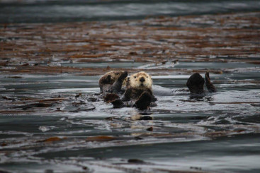 Otters