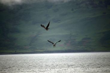 Pair of eagles