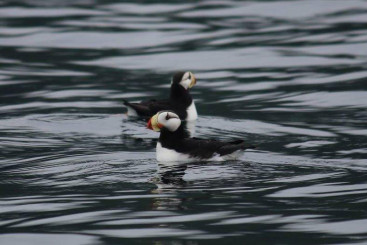 Puffins