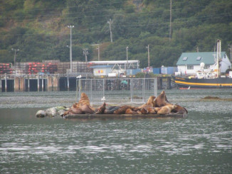 Sea lions in harbor