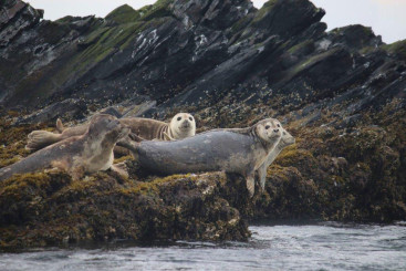 Sea lions on rocks