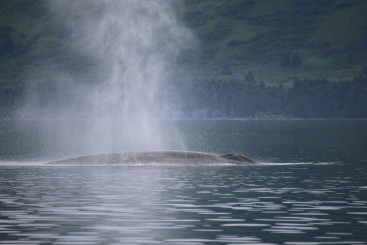 Whale