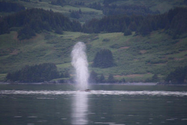 Whale spout