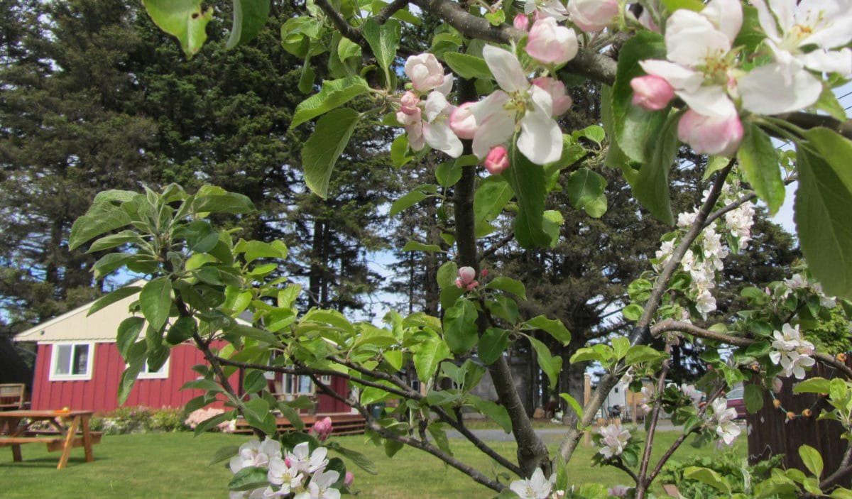 Large Vacation Rentals Beautiful Vacation Rentals in Kodiak Alaska